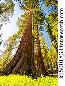 A giant sequoia at Yosemite National Park