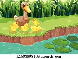 A mother duck with her ducklings at the river