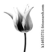 Abstract flower background. Tulips Abstract flower background. Tulips