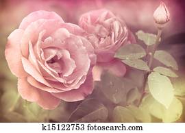 Abstract romantic pink roses flowers with water drops Abstract romantic pink roses flowers with water drops