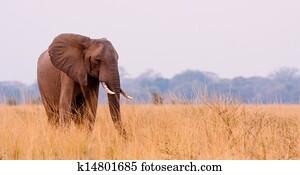 African Elephant African Elephant