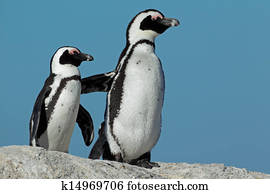 African penguins 