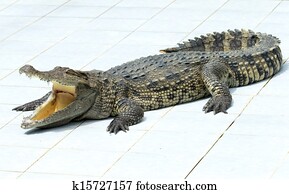 Alligator Alligator