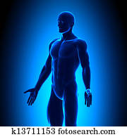 Anatomy Body - Iso View - Blue conc Anatomy Body - Iso View - Blue conc