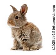 Animals. Rabbit isolated on a white background Animals. Rabbit isolated on a white background