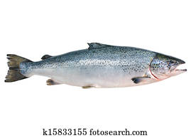 Atlantic salmon Atlantic salmon