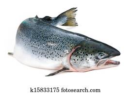 Atlantic salmon Atlantic salmon