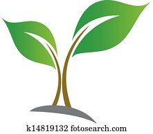 Baby Seedling Baby Seedling