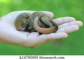 Baby Squirrel Baby Squirrel