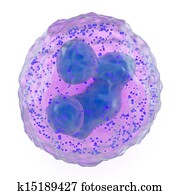Basophil granulocyte