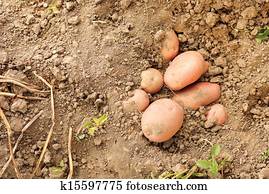 batatas vermelhas, em, solo