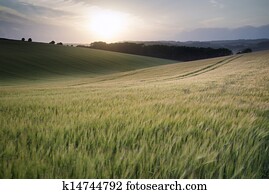 Beautiful Summer landscape of field of growing wheat crop during sunset