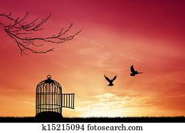 Bird cage Bird cage