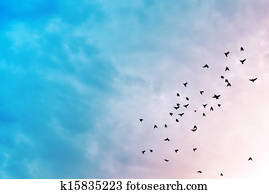 Birds in the sky. Birds in the sky.