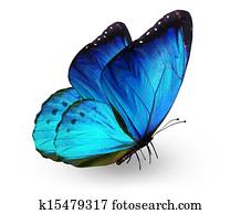 Blue butterfly Blue butterfly