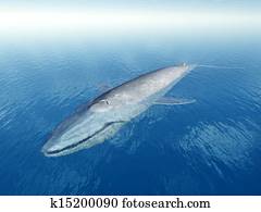 Blue Whale Blue Whale