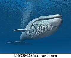 Blue Whale Blue Whale