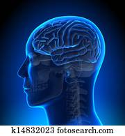 Brain Anatomy - Brain Blue Blank