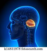 Brain Anatomy - Cerebellum Brain Anatomy - Cerebellum