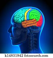 Brain Anatomy - Color Brain Anatomy - Color