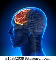 Brain Anatomy - Frontal lobe Brain Anatomy - Frontal lobe