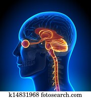 Brain Anatomy - Internal parts Brain Anatomy - Internal parts