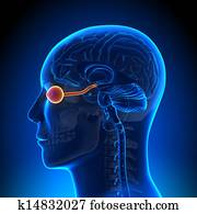 Brain Anatomy - Optical Nerve / Eye Brain Anatomy - Optical Nerve / Eye