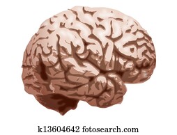 brain brain