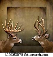 Buck/Deer Background Buck/Deer Background