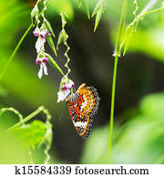 butterfly butterfly