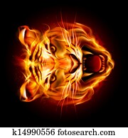 cabeça, um, tiger, em, chama