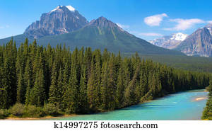 canadense, selva, em, parque nacional banff, alberta, canadá