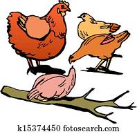 chicken chicken