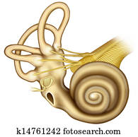 cochlea with stirrup cochlea with stirrup