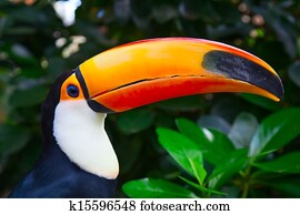 Colorful tucan