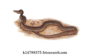 Copper-Headed Racer Snake Copper-Headed Racer Snake