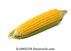 Corn Corn