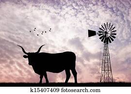 Cows at sunset Cows at sunset