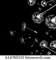 dandelions dandelions