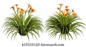 Day lily Day lily