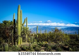 Desert Scape Desert Scape
