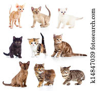Different kittens collection Different kittens collection