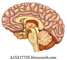 Dissected brain lateral view Dissected brain lateral view