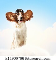 Dog-aviator wearing a helmet pilot. Collage