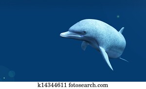 dolphin dolphin
