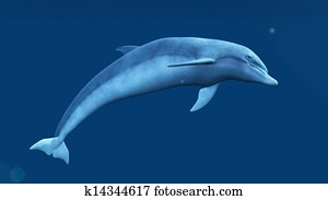 dolphin dolphin