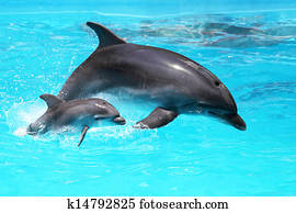 Dolphin with a baby floating in the water Dolphin with a baby floating in the water