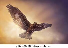 Eagle flying Eagle flying