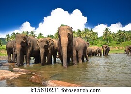 elefantes, em, a, rio