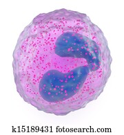 Eosinophil granulocyte